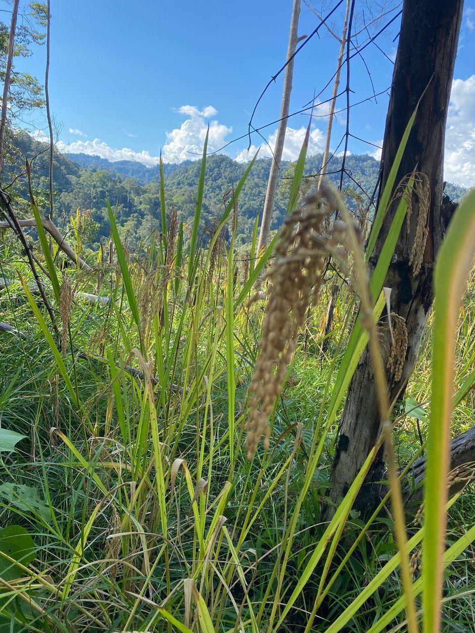 Harvesting Hope 🌱