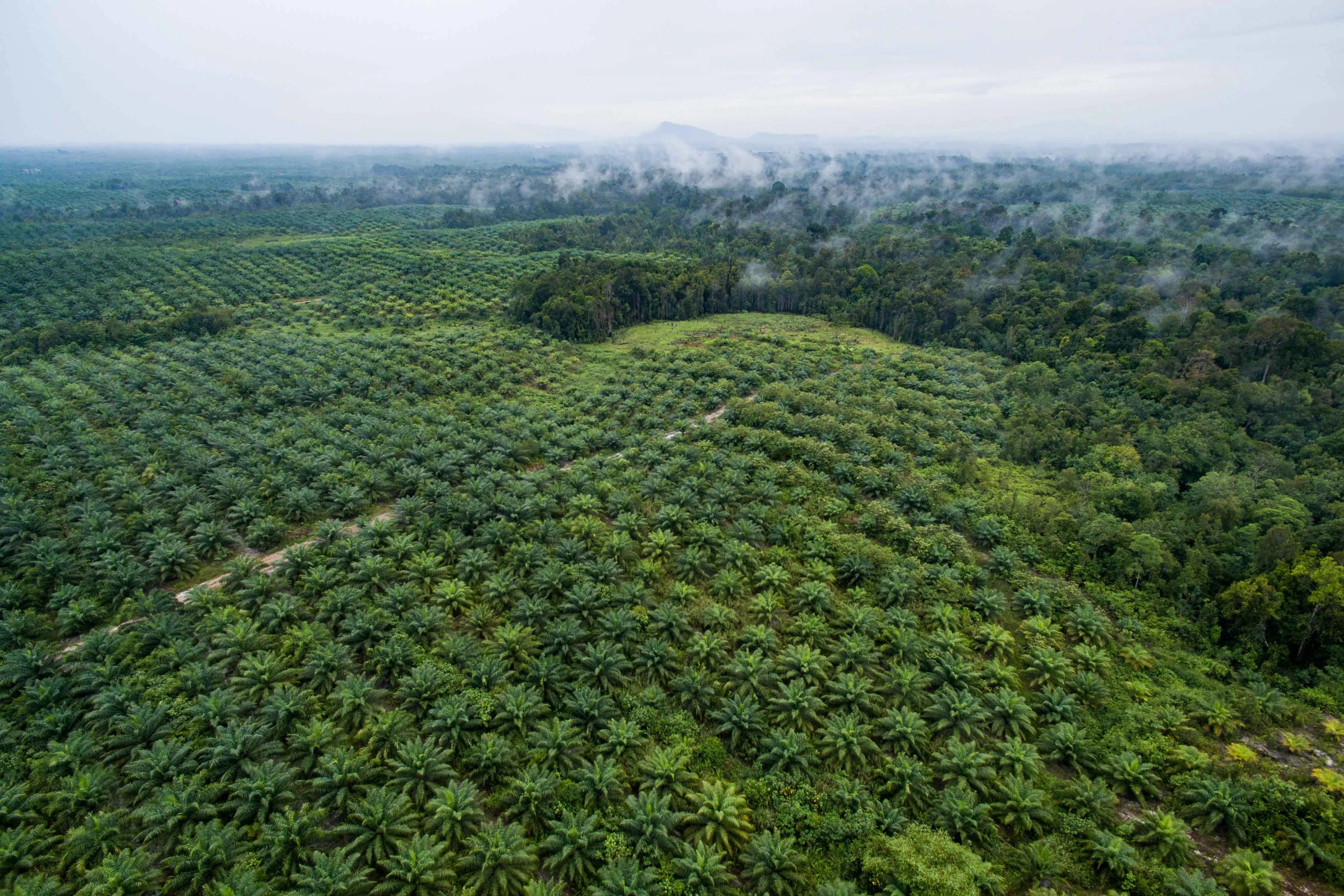 Deforestation Fuelled by Palm Oil Industry