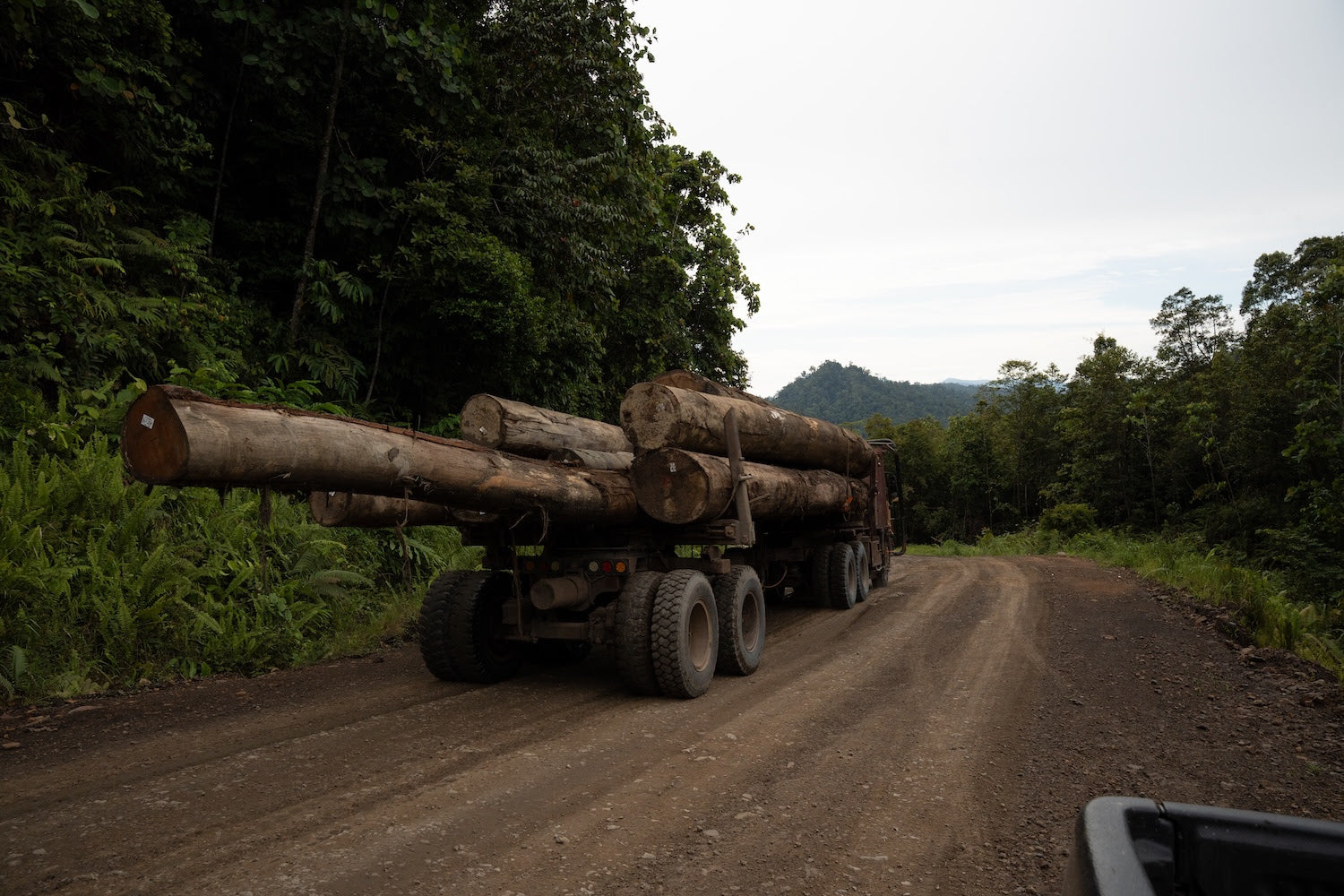 Hope and Struggle in the Rainforests of Sarawak